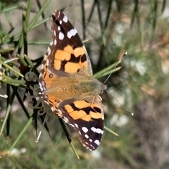 Vanessa kershawi (Australian Painted Lady) at Yass River, NSW - 6 Aug 2025 by SenexRugosus