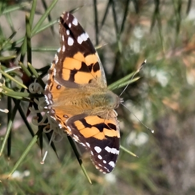 Vanessa kershawi (Australian Painted Lady) at Yass River, NSW - 6 Aug 2025 by SenexRugosus