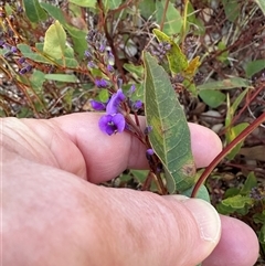 Hardenbergia violacea (False Sarsaparilla) at Aranda, ACT - 6 Aug 2025 by lbradley