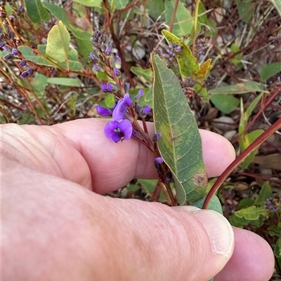 Hardenbergia violacea (False Sarsaparilla) at Aranda, ACT - 6 Aug 2025 by lbradley
