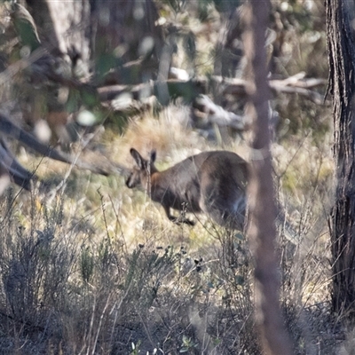 Notamacropus rufogriseus (Red-necked Wallaby) at Hawker, ACT - 6 Aug 2025 by AlisonMilton