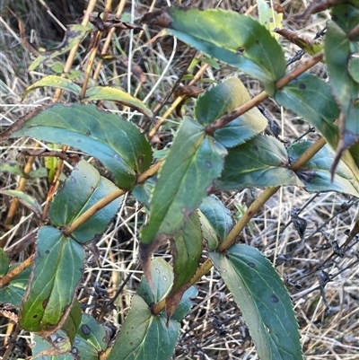 Veronica derwentiana subsp. maideniana at Tharwa, ACT - 4 Aug 2025 by JaneR