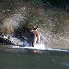 Macropus giganteus (Eastern Grey Kangaroo) at Mogo, NSW - 29 Jul 2025 by jb2602