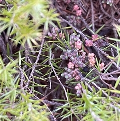 Acrotriche serrulata (Ground-berry) at Tharwa, ACT - 6 Aug 2025 by JaneR