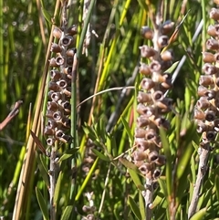 Callistemon pityoides (Alpine Bottlebrush) at Tharwa, ACT - 6 Aug 2025 by JaneR