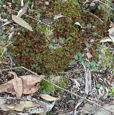 Cyrtostylis reniformis (Common Gnat Orchid) at  - suppressed by lbradley