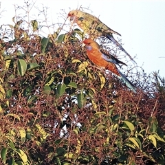 Platycercus elegans flaveolus (Yellow Rosella) at Wodonga, VIC - 6 Aug 2025 by KylieWaldon