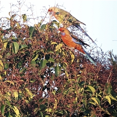 Platycercus elegans flaveolus (Yellow Rosella) at Wodonga, VIC - 6 Aug 2025 by KylieWaldon