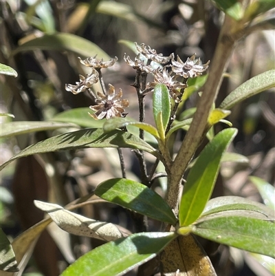 Ozothamnus stirlingii (Ovens Everlasting) at Tharwa, ACT - 6 Aug 2025 by JaneR