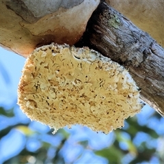 Laetiporus portentosus (White Punk) at Wodonga, VIC - 3 Aug 2025 by KylieWaldon