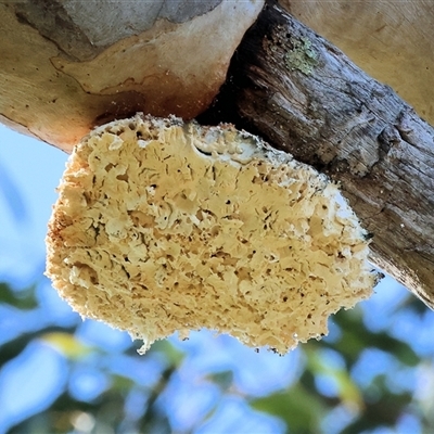 Laetiporus portentosus (White Punk) at Wodonga, VIC - 3 Aug 2025 by KylieWaldon