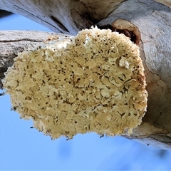 Laetiporus portentosus at Wodonga, VIC - 3 Aug 2025 10:29 AM