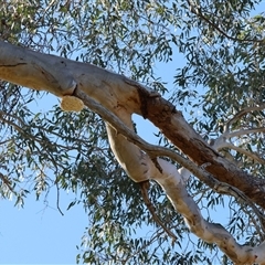 Laetiporus portentosus at Wodonga, VIC - 3 Aug 2025 10:29 AM