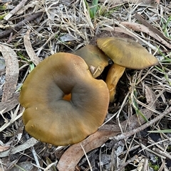 Cortinarius austrovenetus (Green Skinhead) at Higgins, ACT - 6 Aug 2025 by Jennybach