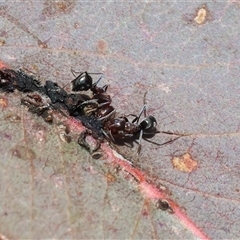 Iridomyrmex rufoniger (Tufted Tyrant Ant) at Wodonga, VIC - 3 Aug 2025 by KylieWaldon
