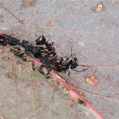 Iridomyrmex rufoniger (Tufted Tyrant Ant) at Wodonga, VIC - 3 Aug 2025 by KylieWaldon