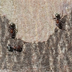 Iridomyrmex sp. (genus) (Ant) at Wodonga, VIC - 3 Aug 2025 by KylieWaldon