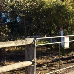 Petroica boodang (Scarlet Robin) at O'Connor, ACT - 6 Aug 2025 by bgb1968