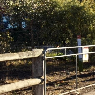 Petroica boodang (Scarlet Robin) at O'Connor, ACT - 6 Aug 2025 by bgb1968