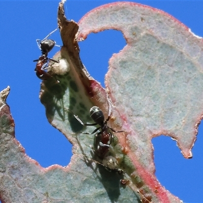 Iridomyrmex rufoniger (Tufted Tyrant Ant) at Wodonga, VIC - 3 Aug 2025 by KylieWaldon