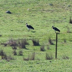 Threskiornis spinicollis (Straw-necked Ibis) at Wodonga, VIC - 3 Aug 2025 by KylieWaldon