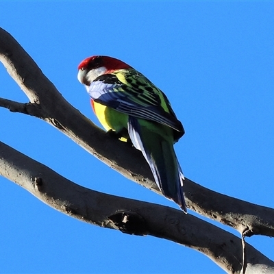 Platycercus eximius (Eastern Rosella) at Wodonga, VIC - 3 Aug 2025 by KylieWaldon
