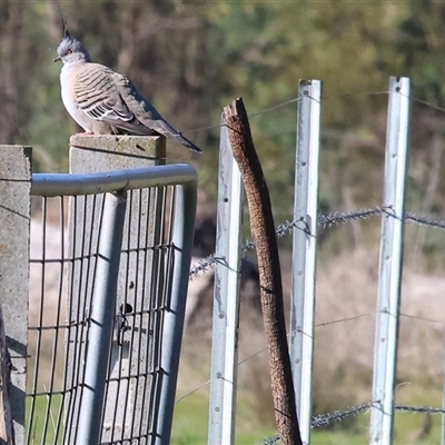 Ocyphaps lophotes (Crested Pigeon) at Wodonga, VIC - 3 Aug 2025 by KylieWaldon