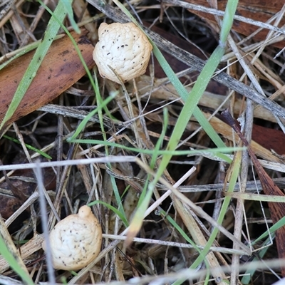 Unverified Fungus at Wodonga, VIC - 3 Aug 2025 by KylieWaldon