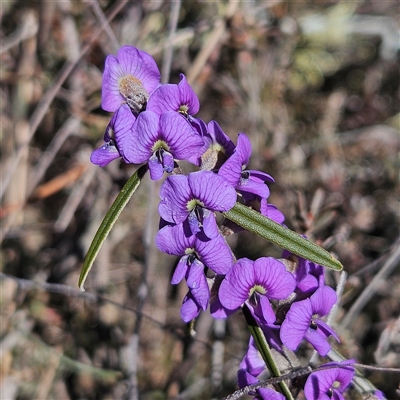 Hovea heterophylla (Common Hovea) at Yarralumla, ACT - 6 Aug 2025 by MatthewFrawley