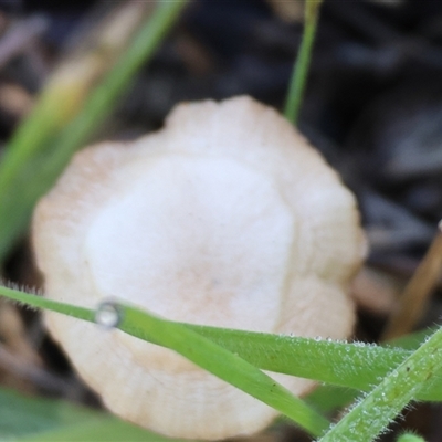 Unverified Fungus at Wodonga, VIC - 3 Aug 2025 by KylieWaldon