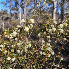 Acacia genistifolia (Early Wattle) at Yarralumla, ACT - 6 Aug 2025 by MatthewFrawley