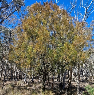 Exocarpos cupressiformis (Cherry Ballart) at Acton, ACT - 6 Aug 2025 by MatthewFrawley