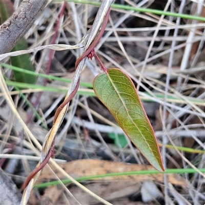Hardenbergia violacea (False Sarsaparilla) at Yarralumla, ACT - 6 Aug 2025 by MatthewFrawley