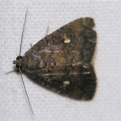 Amyna auriculata (A Noctuid moth (Acontinae) at  - suppressed by PJH123