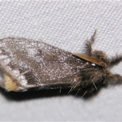 Euproctis (genus) (A Tussock Moth) at Good Night, QLD - 27 Oct 2008 by PJH123