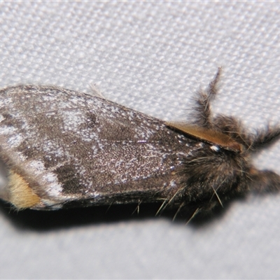 Euproctis (genus) (A Tussock Moth) at Good Night, QLD - 27 Oct 2008 by PJH123