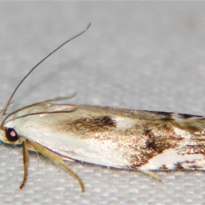 Plectophila discalis (Xyloryctidae) at  - suppressed by PJH123