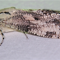 Trismelasmos (genus) by PJH123