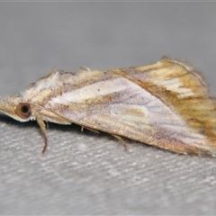 Rhynchodontodes chalcias (An Erebid moth (Hypeninae) by PJH123