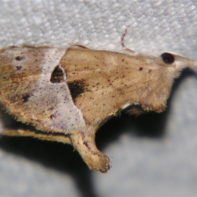 Unverified Noctuoid moth (except Arctiinae) at  - suppressed by PJH123