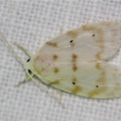 Schistophleps albida (A Tiger moth (Lithosiini) at  - suppressed by PJH123