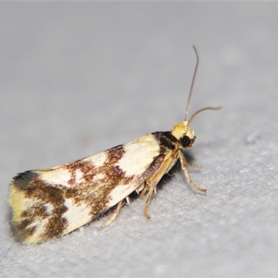Lactura cristata (A Lacturid Group moth (Lacturidae) at  - suppressed by PJH123