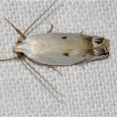 Plectophila (genus) (A Xyloryctid moth (Xyloryctidae) by PJH123