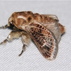 Doratifera vulnerans (Mottled Cup Moth) at Good Night, QLD - 27 Oct 2008 by PJH123