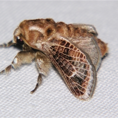Doratifera vulnerans (Mottled Cup Moth) at Good Night, QLD - 27 Oct 2008 by PJH123