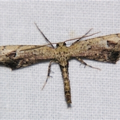 Neogyne elongata (Roller Moth (Ennominae) by PJH123