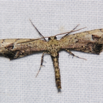 Neogyne elongata (Roller Moth (Ennominae) at  - suppressed by PJH123