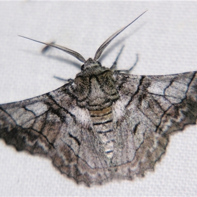 Hypobapta diffundens (Diffundens Grey) at  - suppressed by PJH123