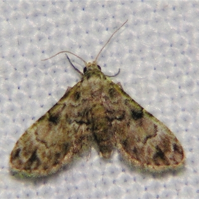 Trissernis prasinoscia (A Noctuid moth (Acontiinae) at  - suppressed by PJH123