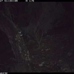 Vombatus ursinus (Bare-nosed Wombat, Common wombat) at Crowther, NSW - 17 Jun 2025 by Frecko